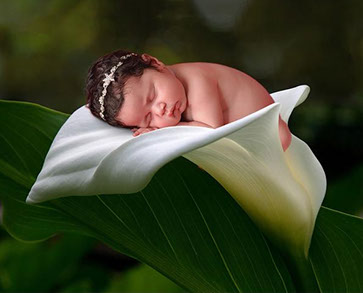 Newborn baby portrait in Lilly