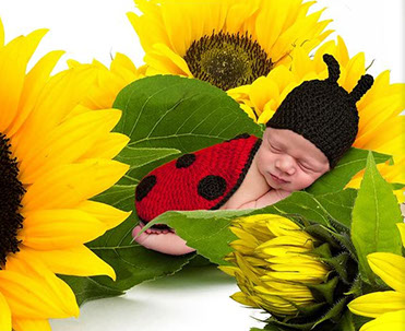 Newborn baby portrait in sunflowers